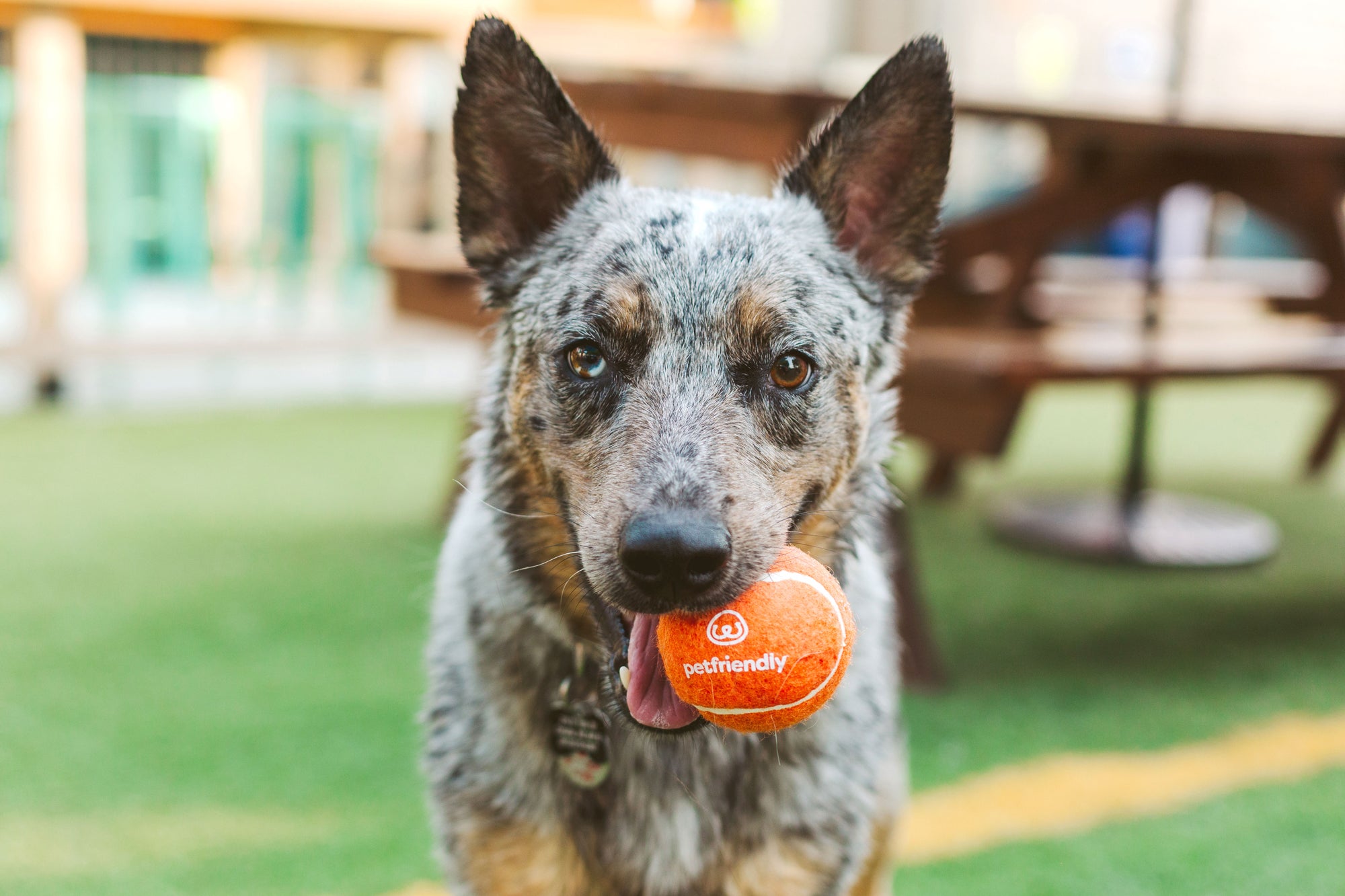 pet friendly dogball